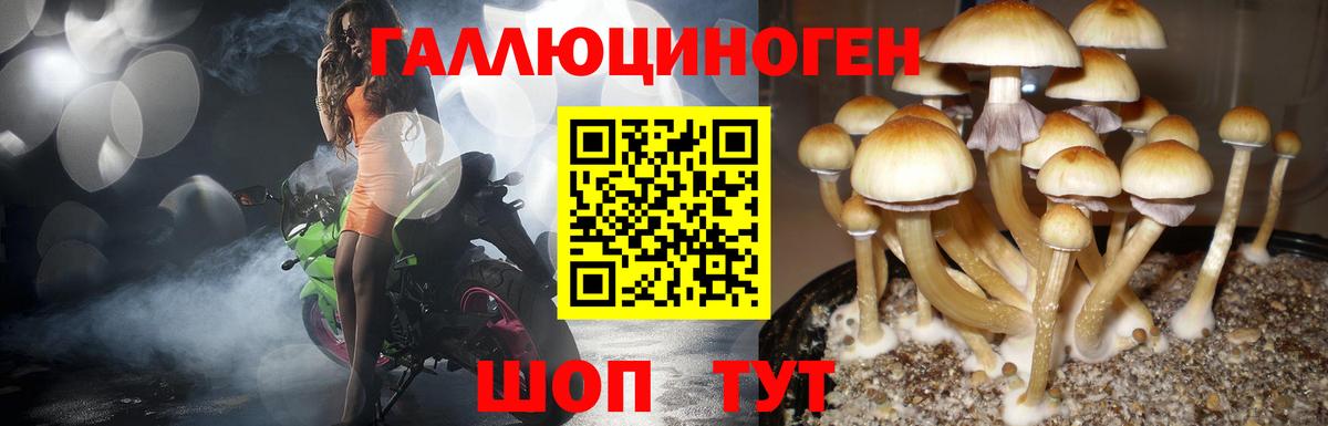 Псилоцибиновые грибы Psilocybine cubensis Гай